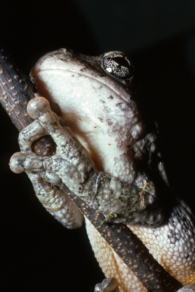 Gray treefrog (Hyla versicolor). Credit: Jack Ray